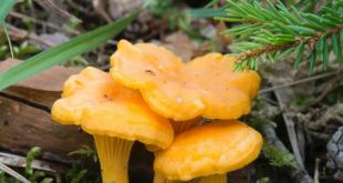 Желтые лисички: характеристика съедобных грибов