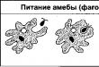 Царство животные общая характеристика Краткая характеристика царств