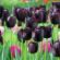 Происхождение тюльпанов. Тюльпан (Tulipa). Описание, виды и выращивание тюльпанов. Смотреть что такое "тюльпан" в других словарях