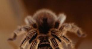 Что предвещает тарантул во сне — нюансы расшифровки по сонникам К чему снится убить тарантула